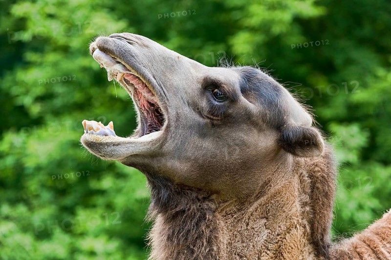 Wild Bactrian camel (Camelus ferus) with open mouth