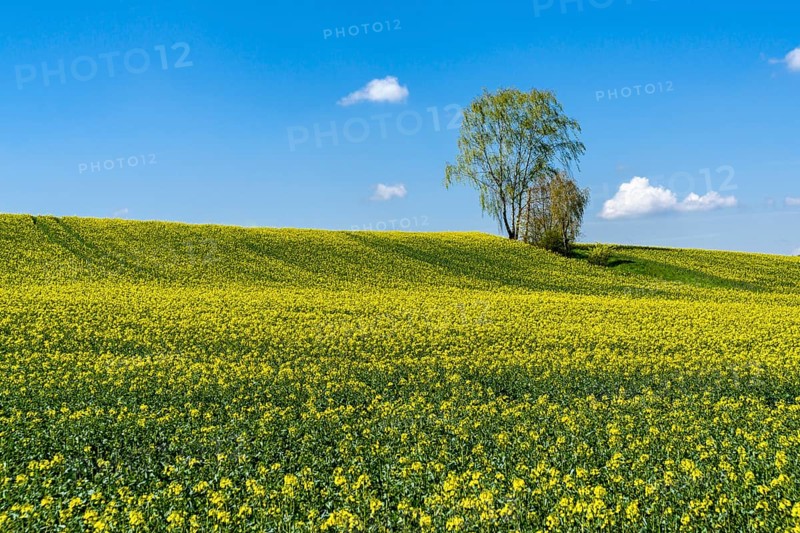 Agricultural landscape with rapeseed field