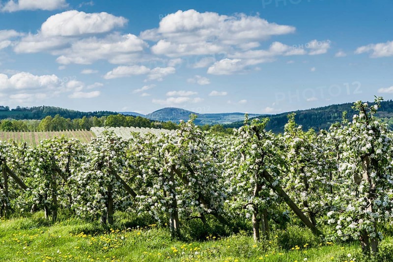 Rows of blooming apple trees in a plantation
