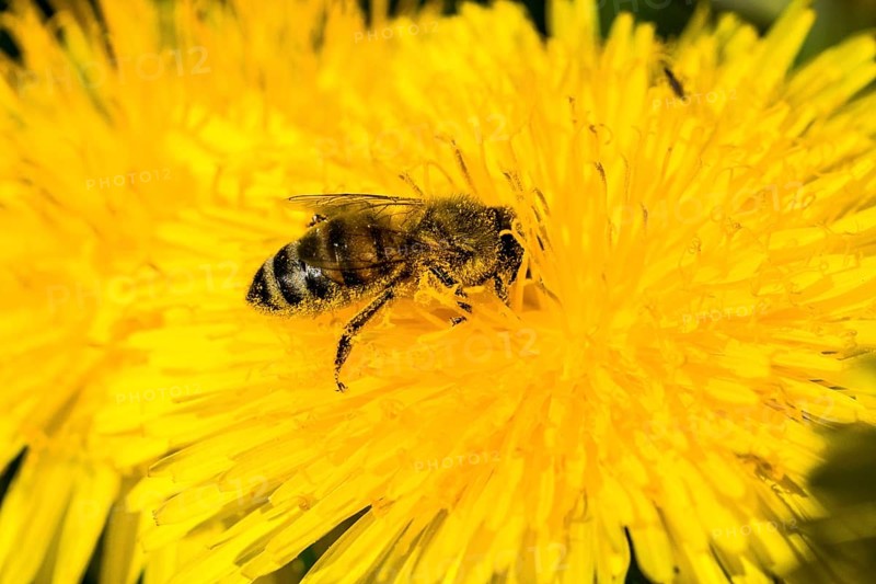 Carniolan honey bee (Apis mellifera cardiac) collecting nectar from dandelion (Taraxacum sp.)