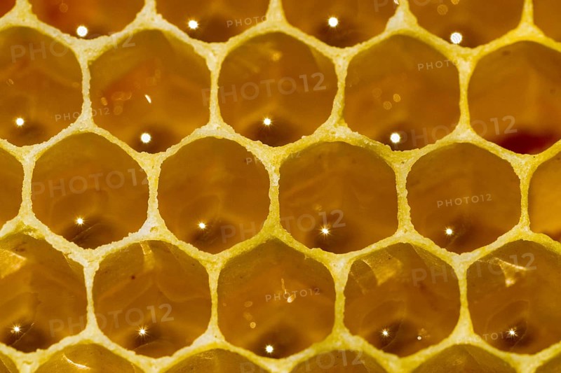 Honeycomb of the Carniolan honey bee (Apis mellifera carnica)
