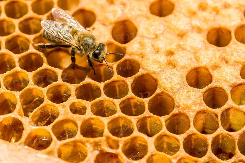 A Carniolan honey bee (Apis mellifera carnica) on a honeycomb