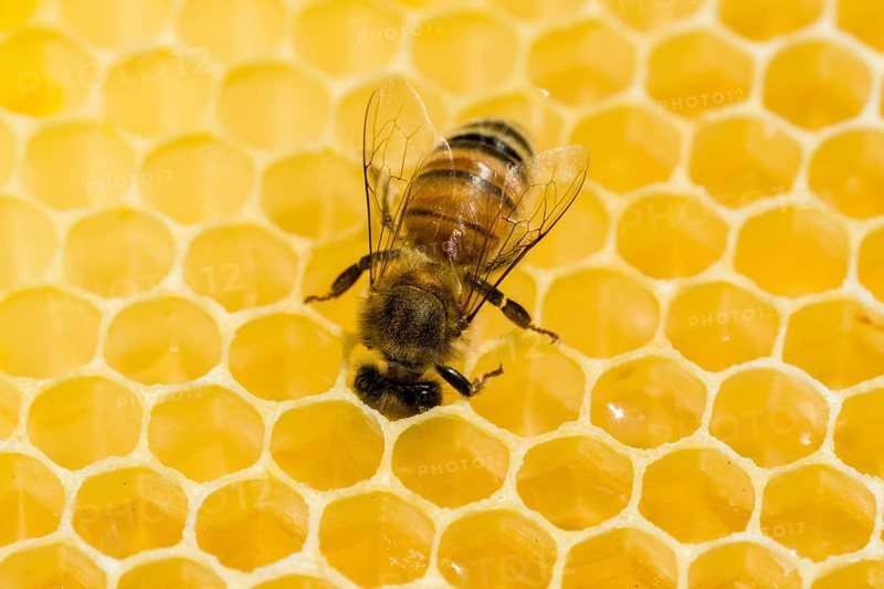 A Carniolan honey bee (Apis mellifera carnica) is acting on a honeycomb