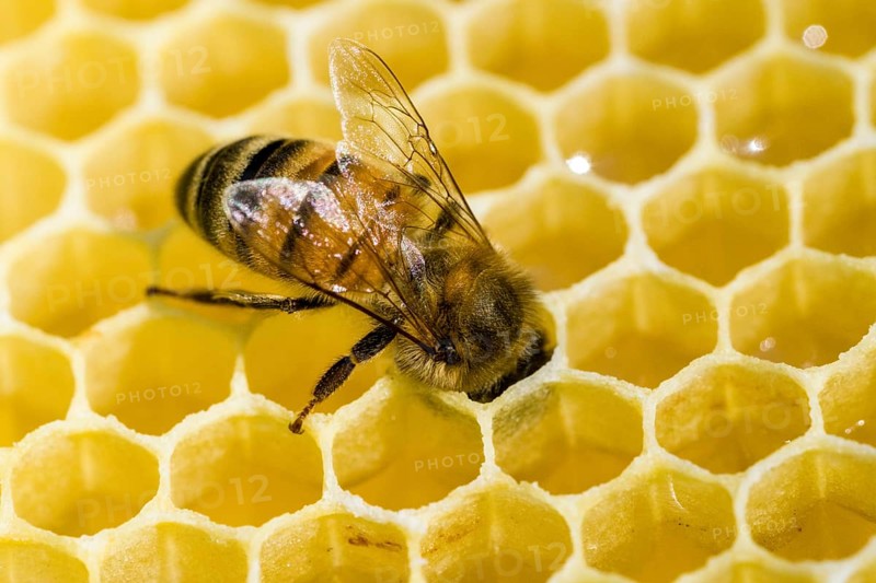 A Carniolan honey bee (Apis mellifera carnica) is acting on a honeycomb