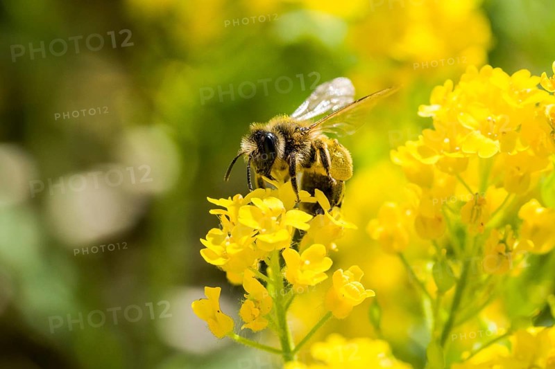 Carniolan honey bee (Apis mellifera cardiac) collecting nectar from yellow rapeseed blossom (Brassica napus)