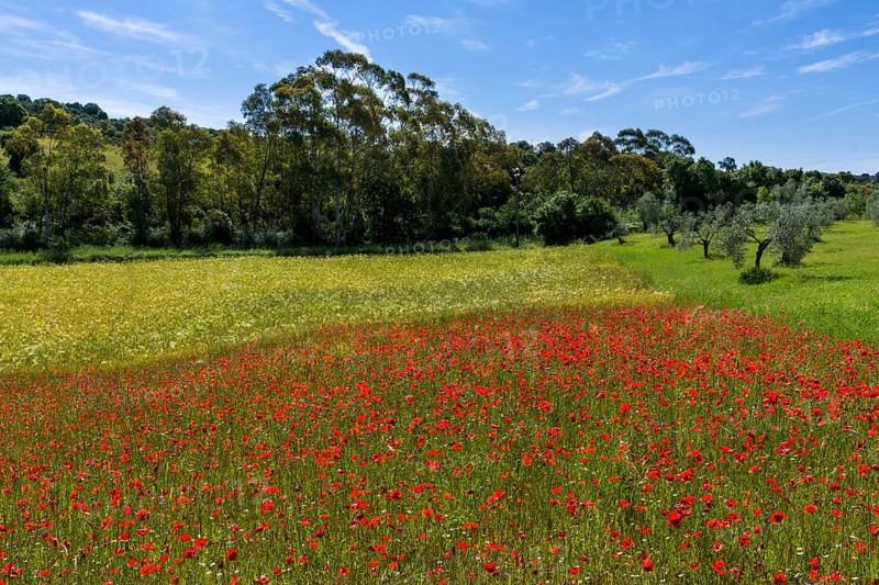 Typical green Tuscan landscape with hills
