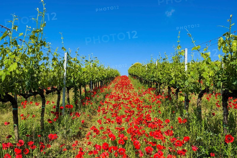 Typical green Tuscan landscape in Val d'Orcia with wineyards