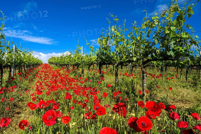 Typical green Tuscan landscape in Val d'Orcia with wineyards