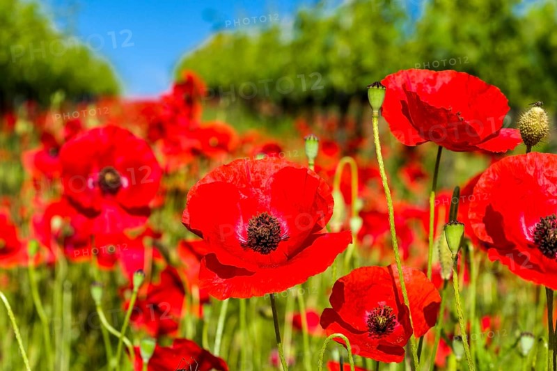 Close up of poppies