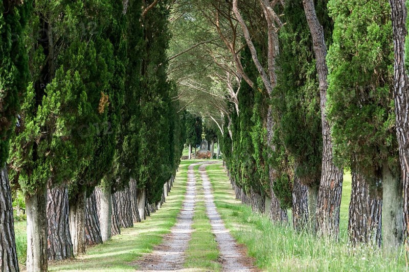 Alleyway with green pine trees and cypresses