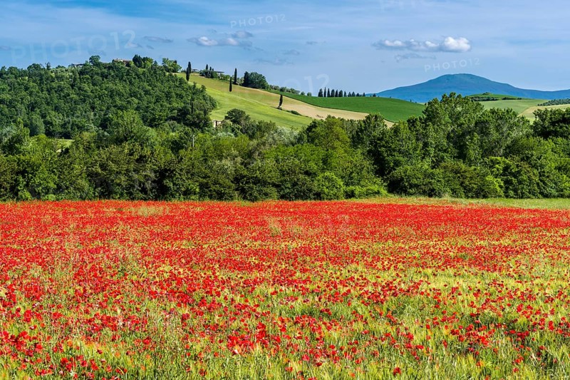 Typical green Tuscan landscape in Val d'Orcia with hills