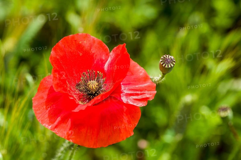 Blossom of red poppies in Val d'Orcia