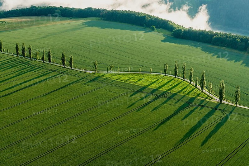 A row of Poplar trees (Populus) is creating long shadows on a green field