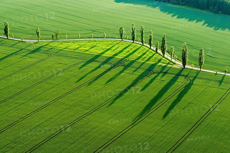 A row of Poplar trees (Populus) is creating long shadows on a green field