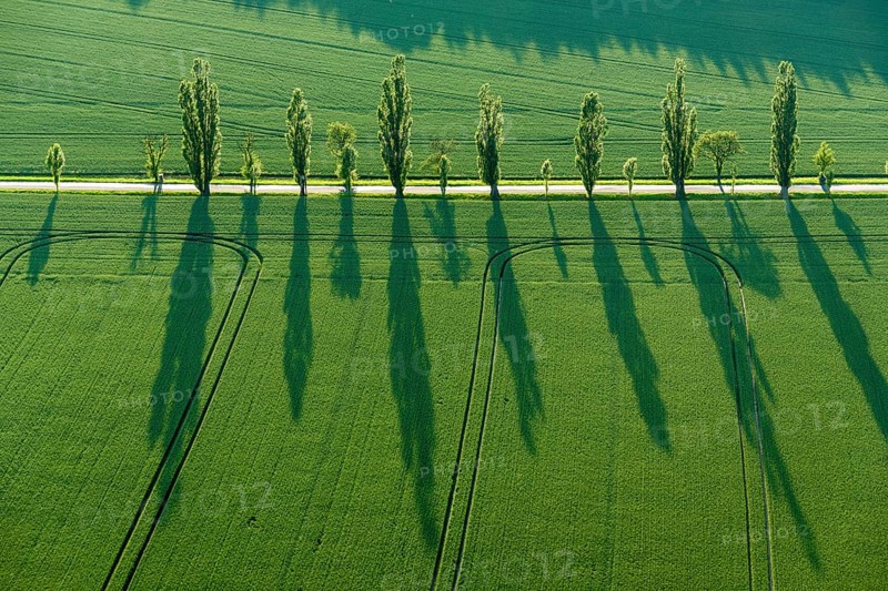A row of Poplar trees (Populus) is creating long shadows on a green field