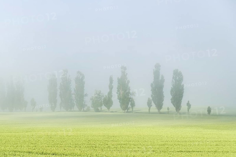 A row of Poplar trees (Populus) is shining through the thick fog
