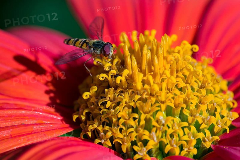 Common Hoverfly (Eupeodes corollae) is collecting nectar from a red yellow flower blossom