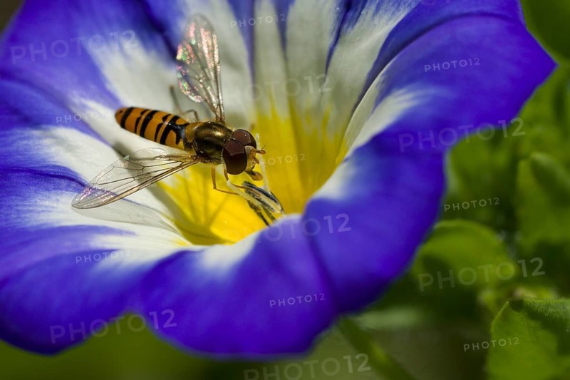 Common Hoverfly (Eupeodes corollae) is collecting nectar from a Dwarf morning-glory (Convolvulus tricolor) flower blossom