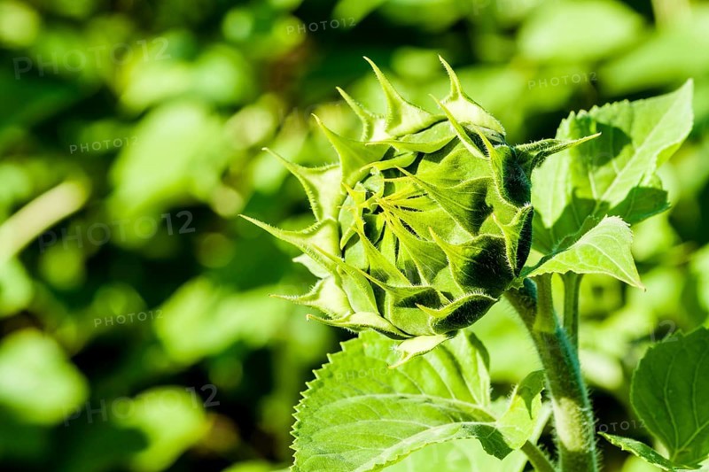 Closed blossom of common sunflower (Helianthus annuus)