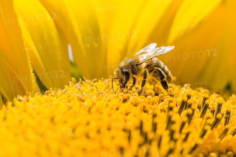 Carniolan honey bee (Apis mellifera carnica) is collecting nectar at a common sunflower (Helianthus annuus) blossom