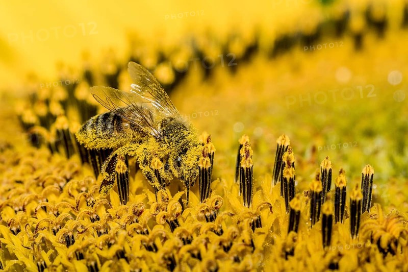 Carniolan honey bee (Apis mellifera carnica) is collecting nectar at a common sunflower (Helianthus annuus) blossom
