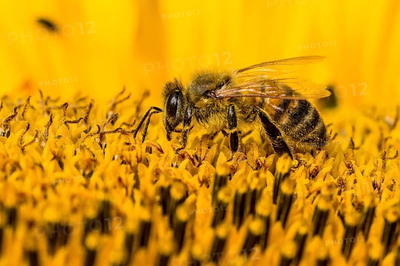 Carniolan honey bee (Apis mellifera carnica) is collecting nectar at a common sunflower (Helianthus annuus) blossom