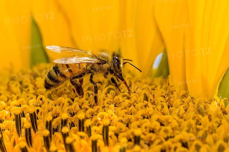 Carniolan honey bee (Apis mellifera carnica) is collecting nectar at a common sunflower (Helianthus annuus) blossom