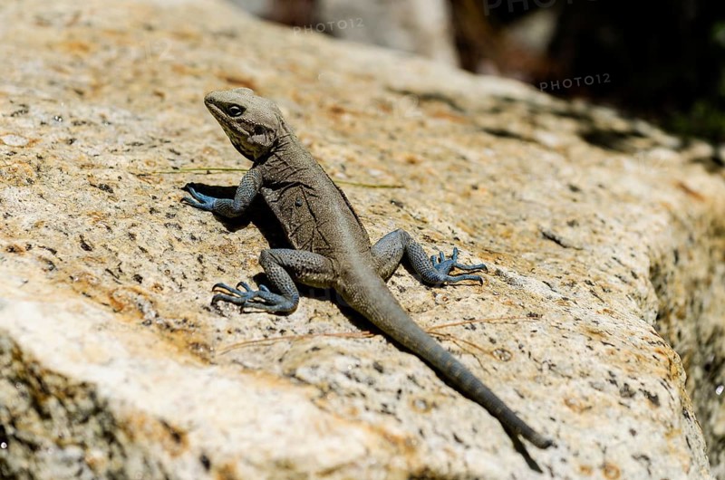 Peninsular rock agama (Psammophilus dorsalis) sitting on a rock