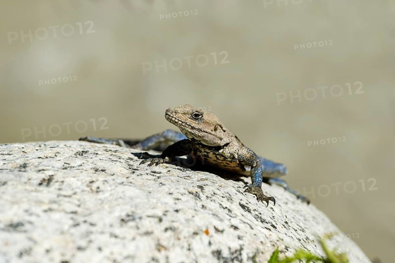 Peninsular rock agama (Psammophilus dorsalis) sitting on a rock