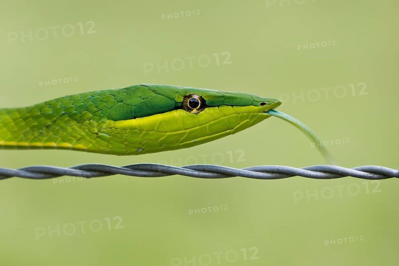 Green Vine Snake (Oxybelis fulgidus)