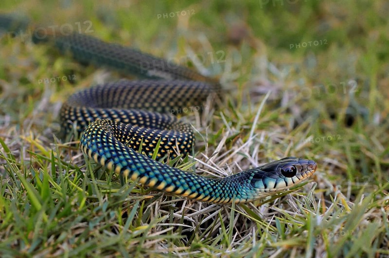 Speckled Racer (Drymobius margaritiferus)
