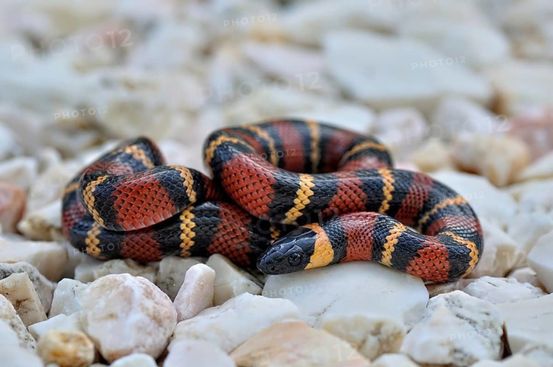 Tropical Kingsnake