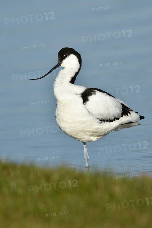 Avocet (Recurvirostra avosetta) in breeding plumage