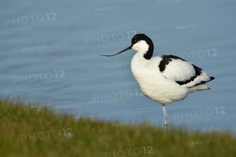 Avocet (Recurvirostra avosetta) in breeding plumage