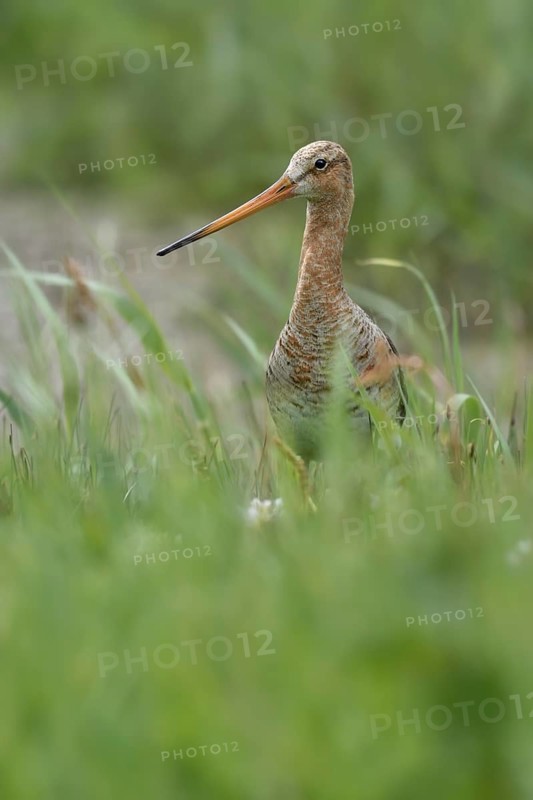 Black-tailed godwit (Limosa limosa)