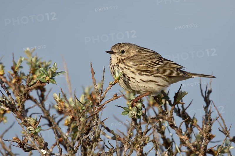 Meadow pipit (Anthus pratensis) sitting on thorny shrub