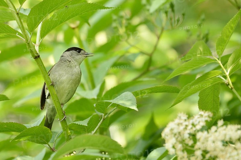 Male blackcap (Sylvia atricapilla) sitting in blooming elderberry (Sambucus nigra)
