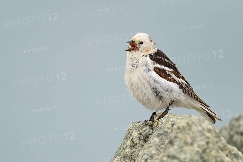 Snow Bunting (Plectrophenax nivalis)