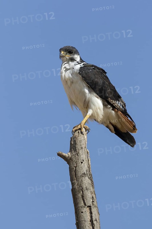 Augur Buzzard (Buteo augur)