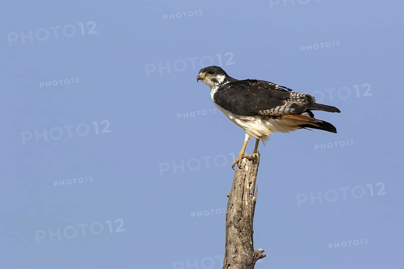 Augur Buzzard (Buteo augur)