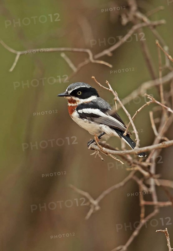Chinspot Batis (Batis molitor) adult female