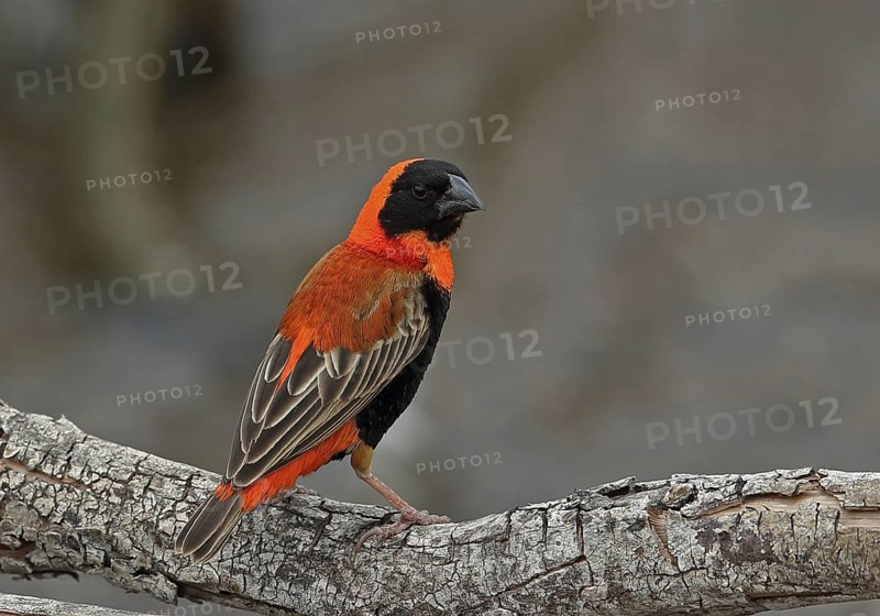Southern Red Bishop (Euplectes orix)