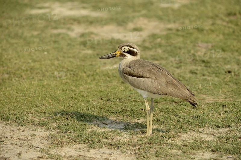 Great Thick-knee (Esacus recurvirostris) adult