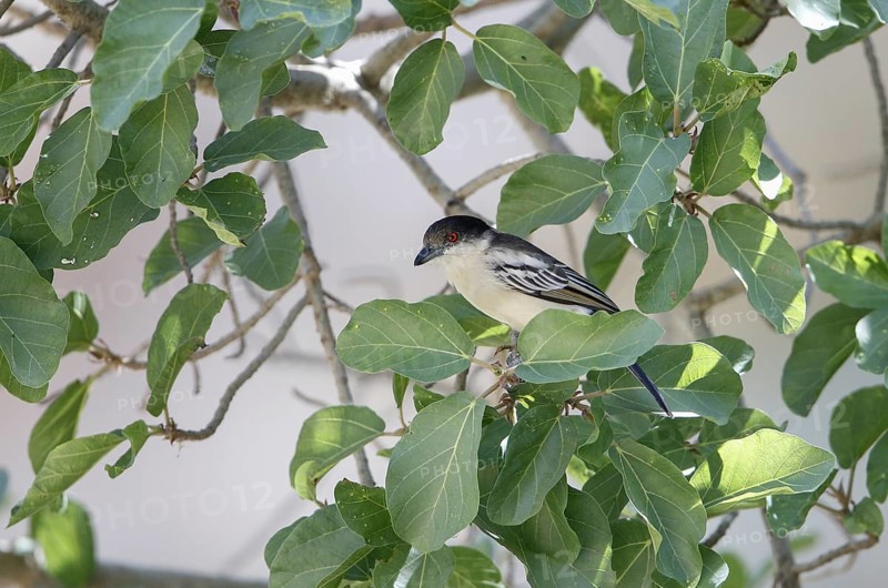 Northern Puffback (Dryoscopus gambensis)
