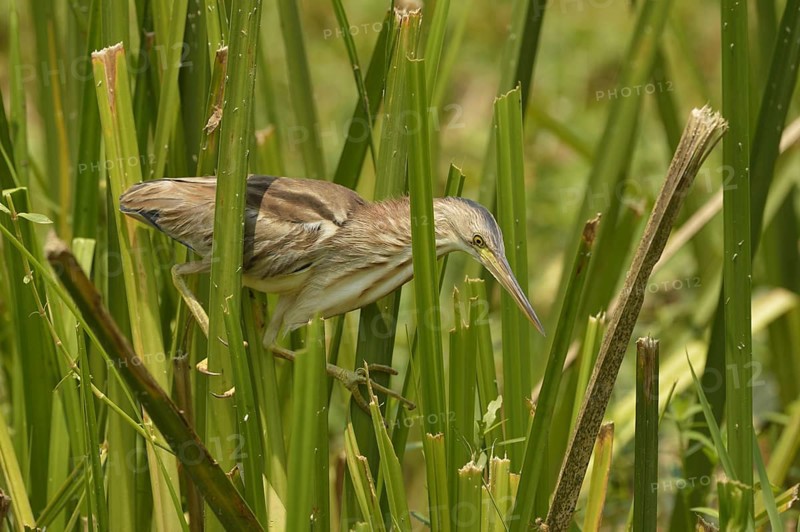 Yellow Bittern (Ixobrychus sinensis)