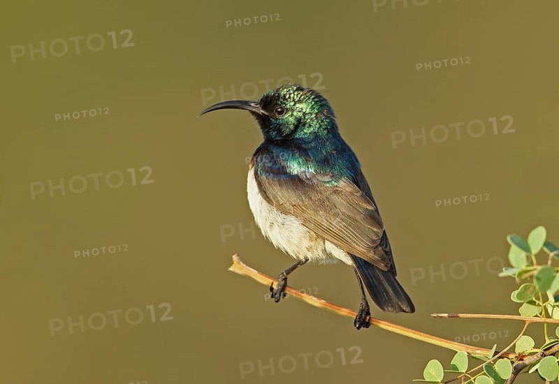 White-bellied Sunbird (Cinnyris talatala)