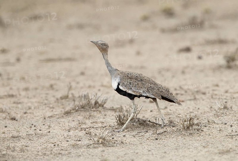 Buff-crested Bustard (Lophotis gindiana)