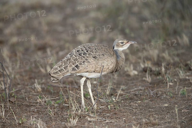 Northern White-bellied Bustard (Eupodotis senegalensis)