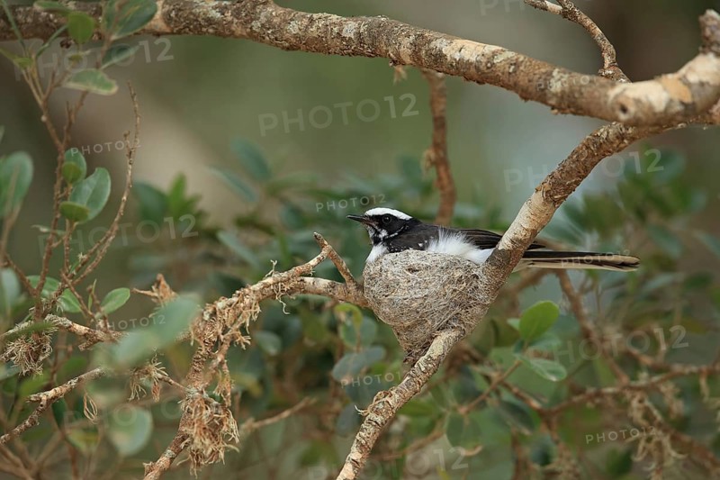 White-browed Fantail (Rhipidura aureola) adult