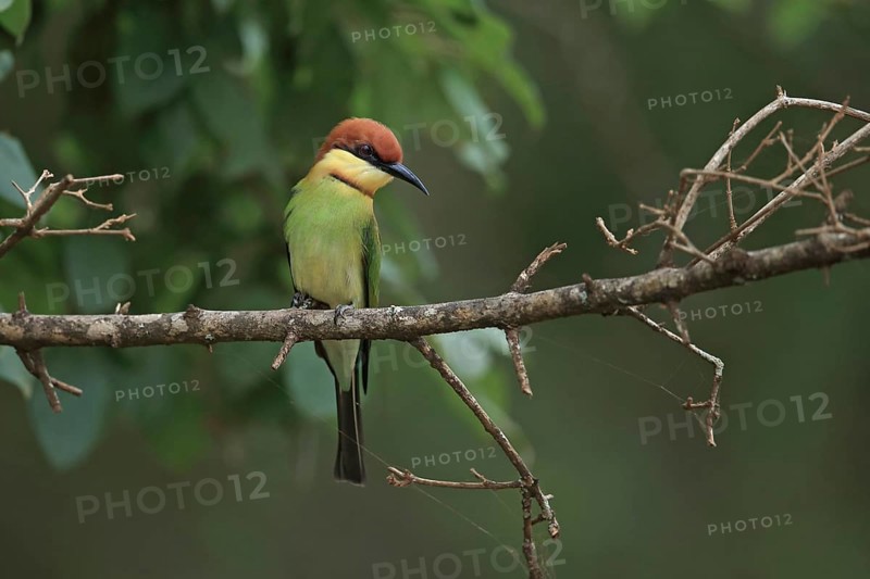 Chestnut-headed Bee-eater (Merops leschenaulti)